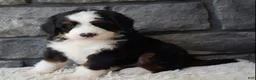 Mini Bernedoodle dogs for sale: Chief  - Ad 1