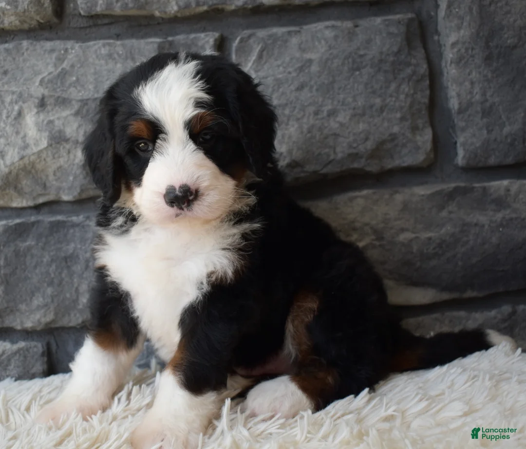 Mini Bernedoodle dogs for sale: Chief  - Ad 1