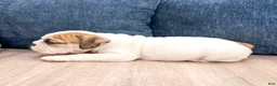 Beabull dogs for sale: Max - Ad 6