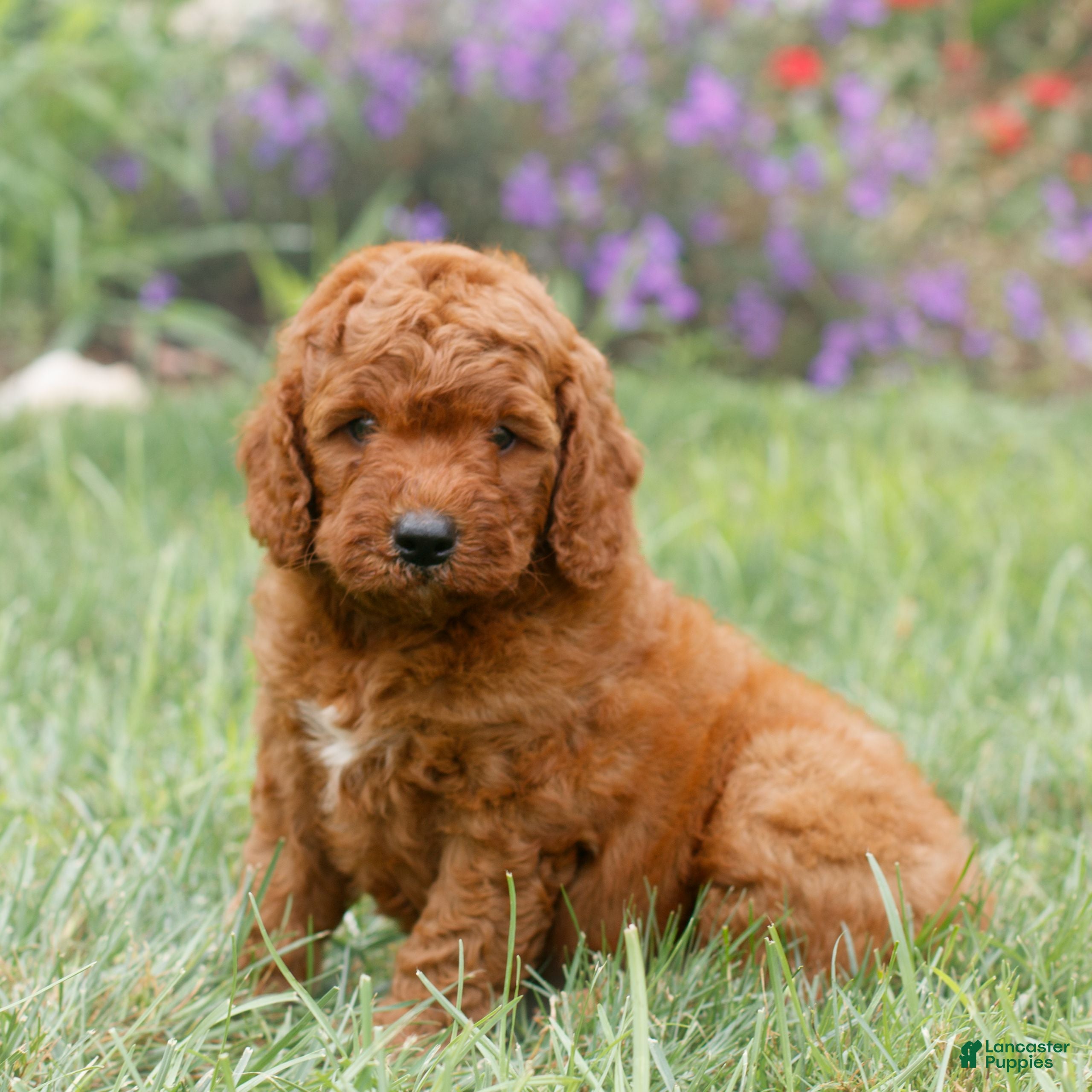 Miniature Labradoodle dogs Forrest  - Ad 1