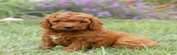 Miniature Labradoodle dogs for sale: Forrest  - Ad 1