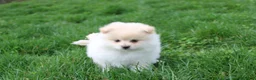 Pomeranian dogs for sale: Koda  - Ad 11