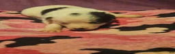 Chihuahua dogs for sale: Billie - Ad 3