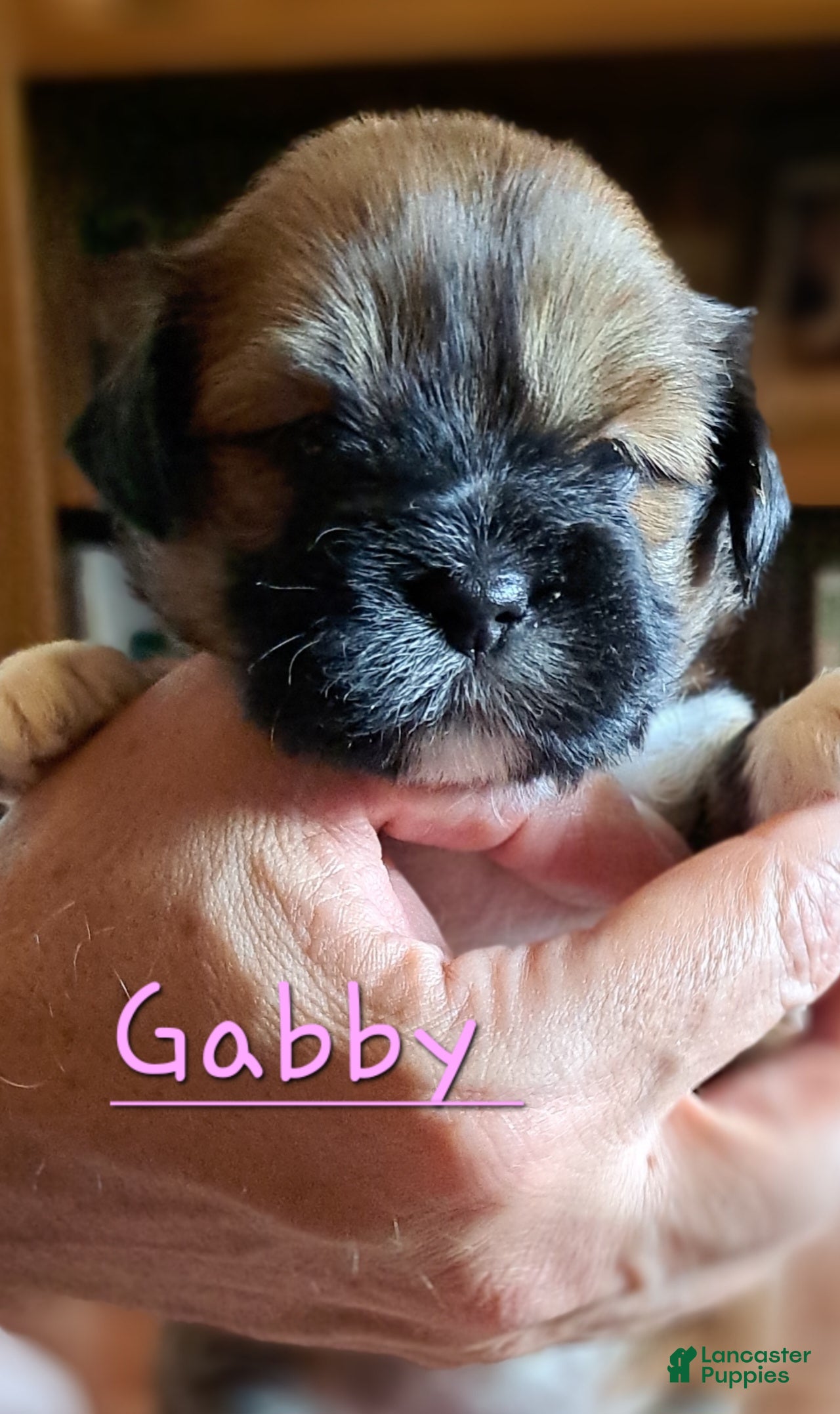 Lhasa Apso dogs Gabby - Ad 1