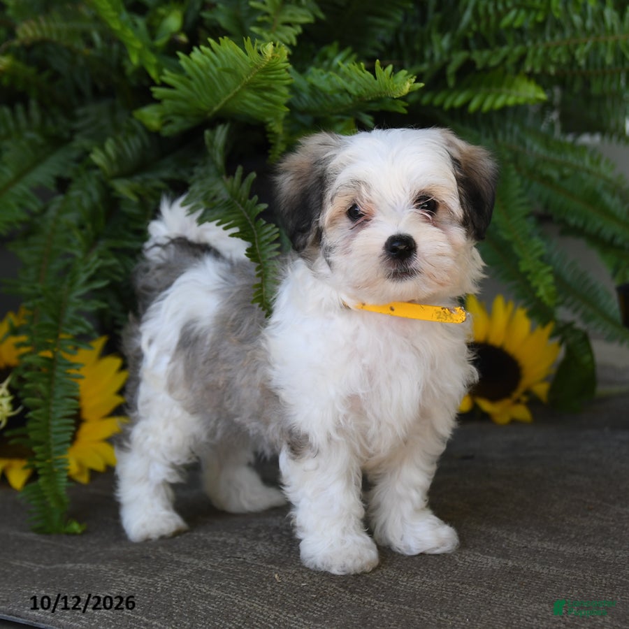 Mixed Breed dogs for sale: Murphy - Ad 1