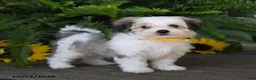 Mixed Breed dogs for sale: Murphy - Ad 1