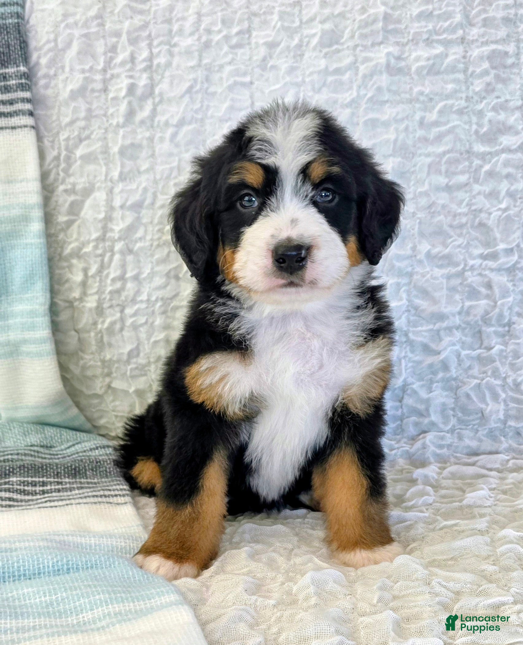 Bernedoodle dogs Parker - Ad 1