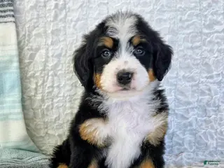 Bernedoodle dogs Parker - Ad 35