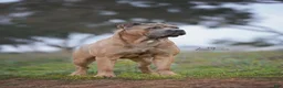 Cane Corso dogs for sale: Cane Corso pink collar - Ad 4