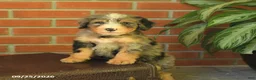 Bernedoodle dogs for sale: Benson - Ad 4