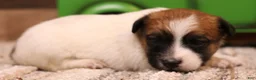 Jack Russell Terrier dogs for sale: Sawyer is white w/tri markings - Ad 5