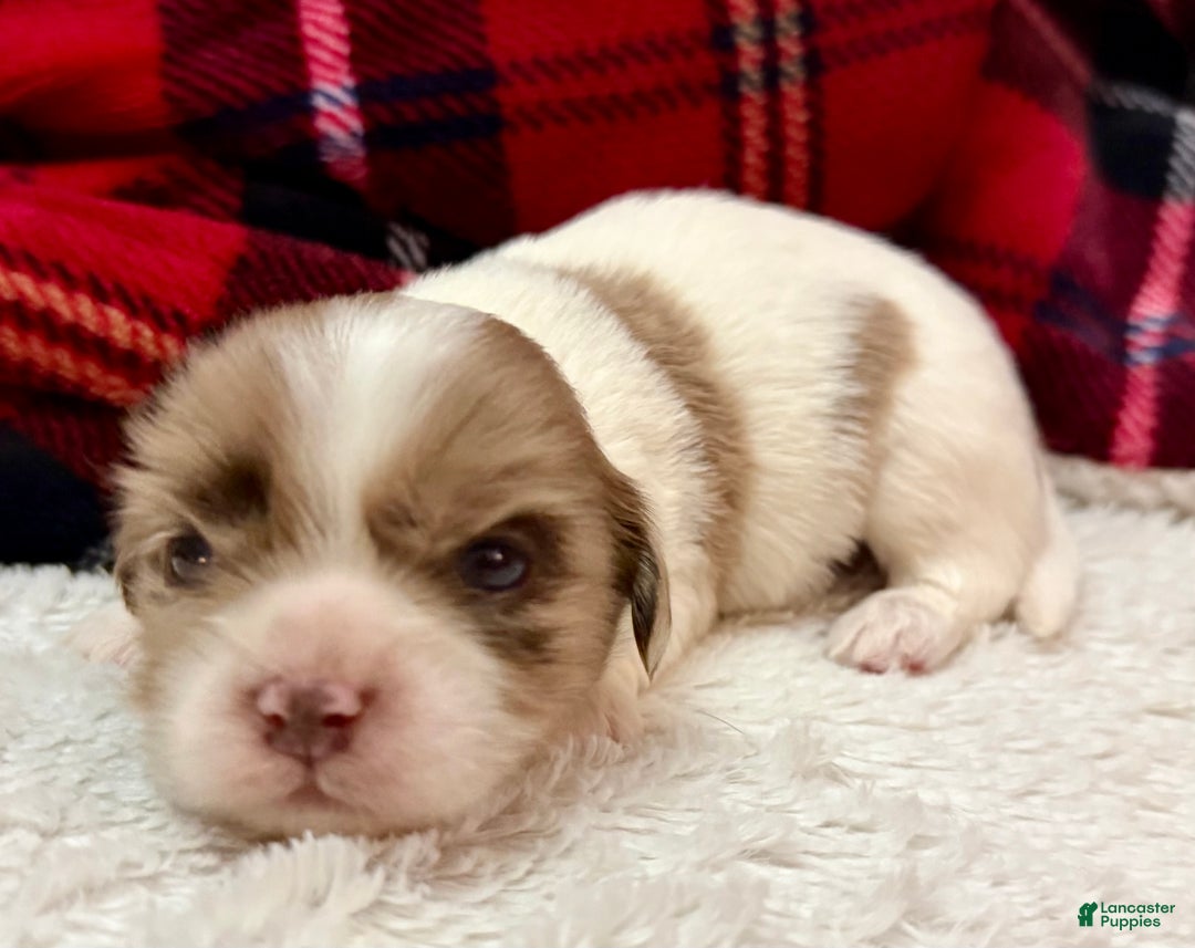 Shihpoo dogs for sale: Beau - Ad 5