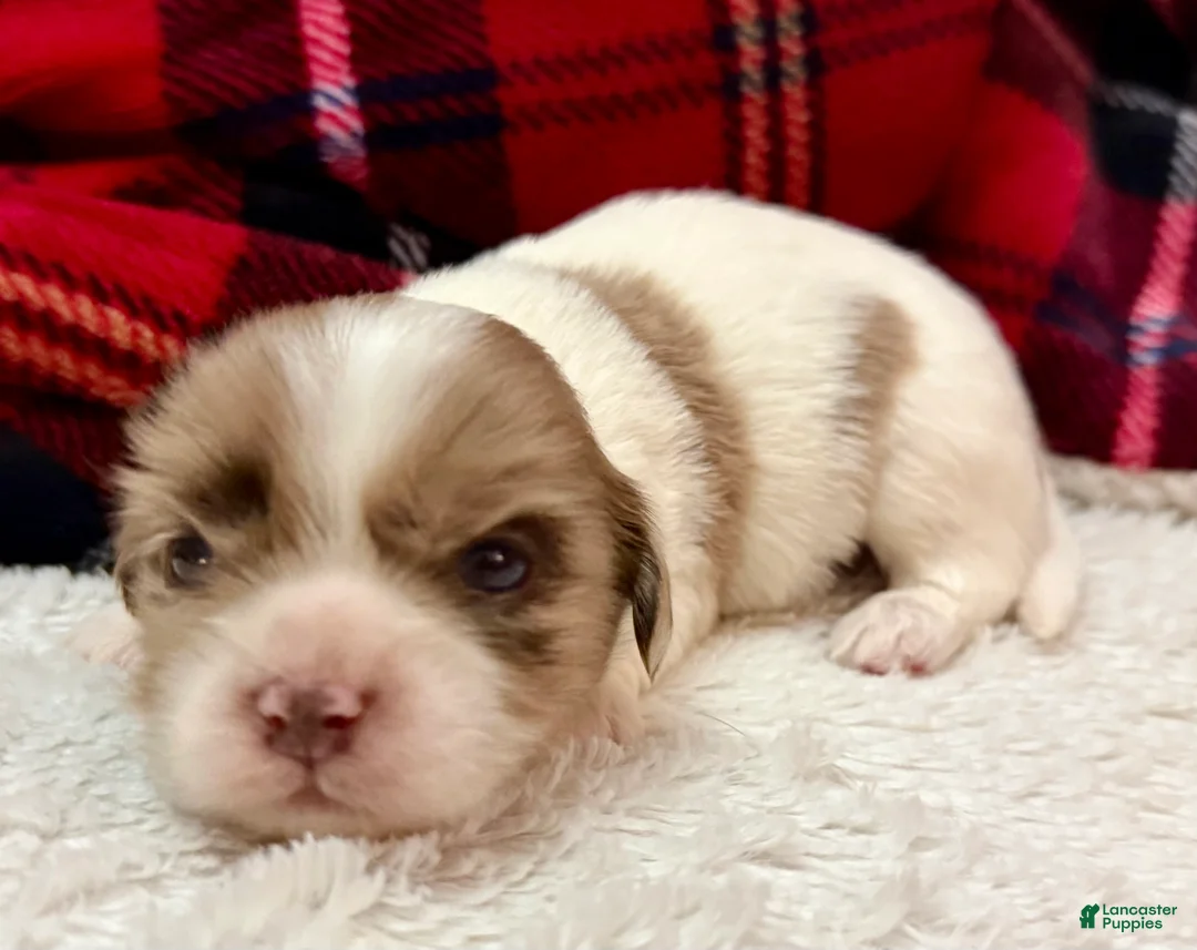Shihpoo dogs for sale: Beau - Ad 6