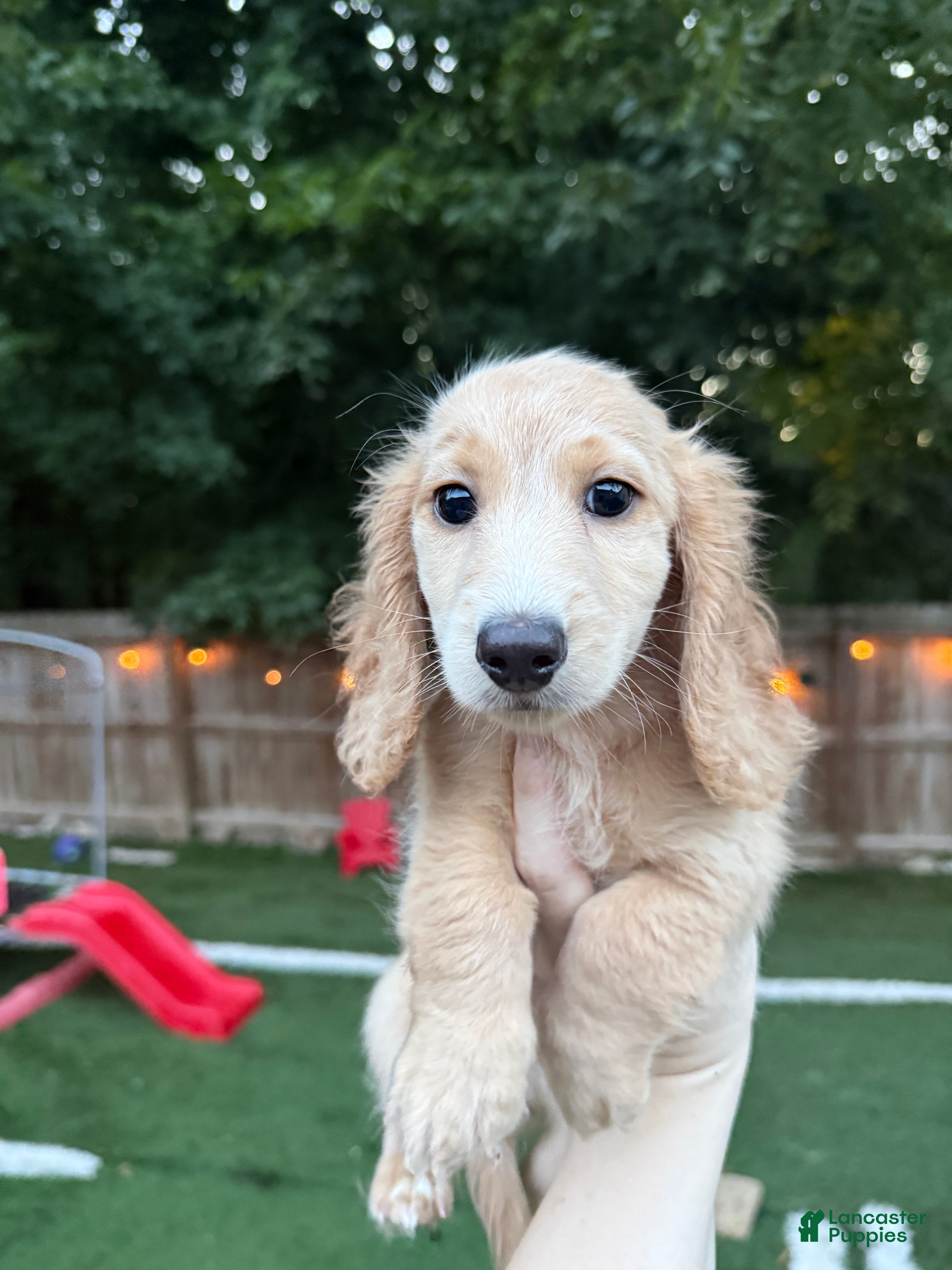 Miniature Dachshund dogs Ted - Ad 24