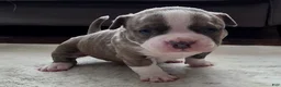 American Bully dogs for sale: Stubs - Ad 1