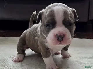 American Bully dogs Stubs - Ad 40