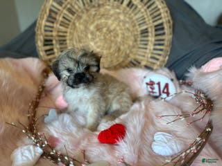 Mixed Breed dogs Theo - Ad 41