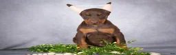 Doberman Pinscher dogs for sale: Kali - Ad 6
