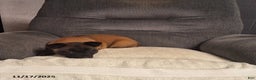 Belgian Malinois dogs for sale: Bella   - Ad 3