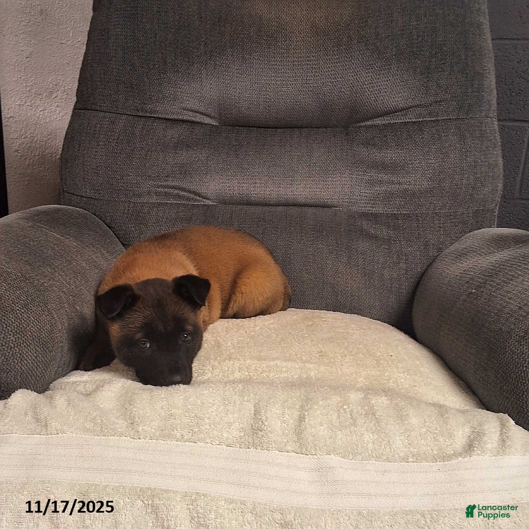 Belgian Malinois dogs for sale: Bella   - Ad 3