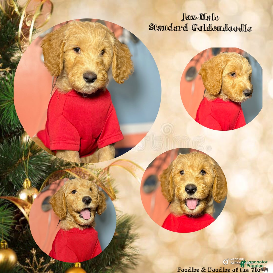 Goldendoodle dogs for sale: Lily - Ad 6