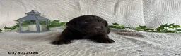 Labrador Retriever dogs for sale: Rachelle - Ad 3