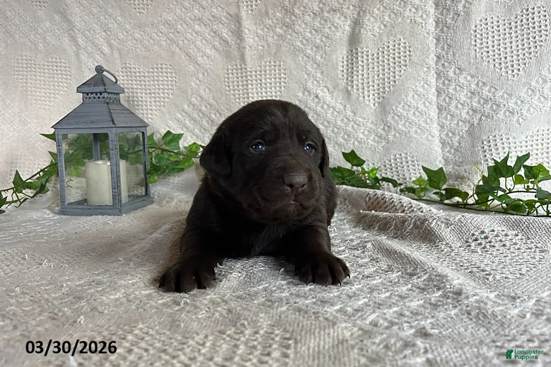 Labrador Retriever dogs for sale: Rachelle - Ad 3