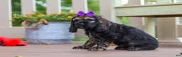 Cocker Spaniel dogs for sale: Lila - Ad 5