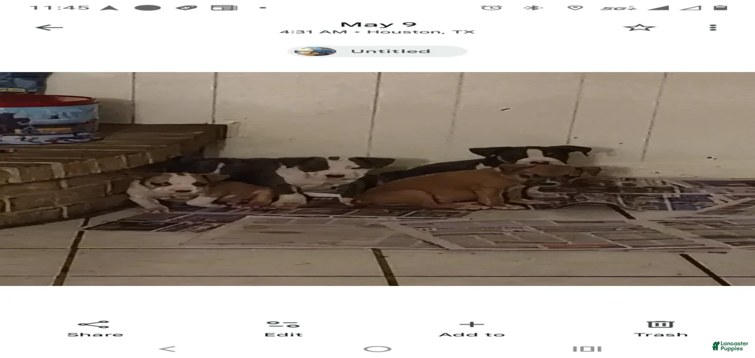 Gallery Image {{count}}