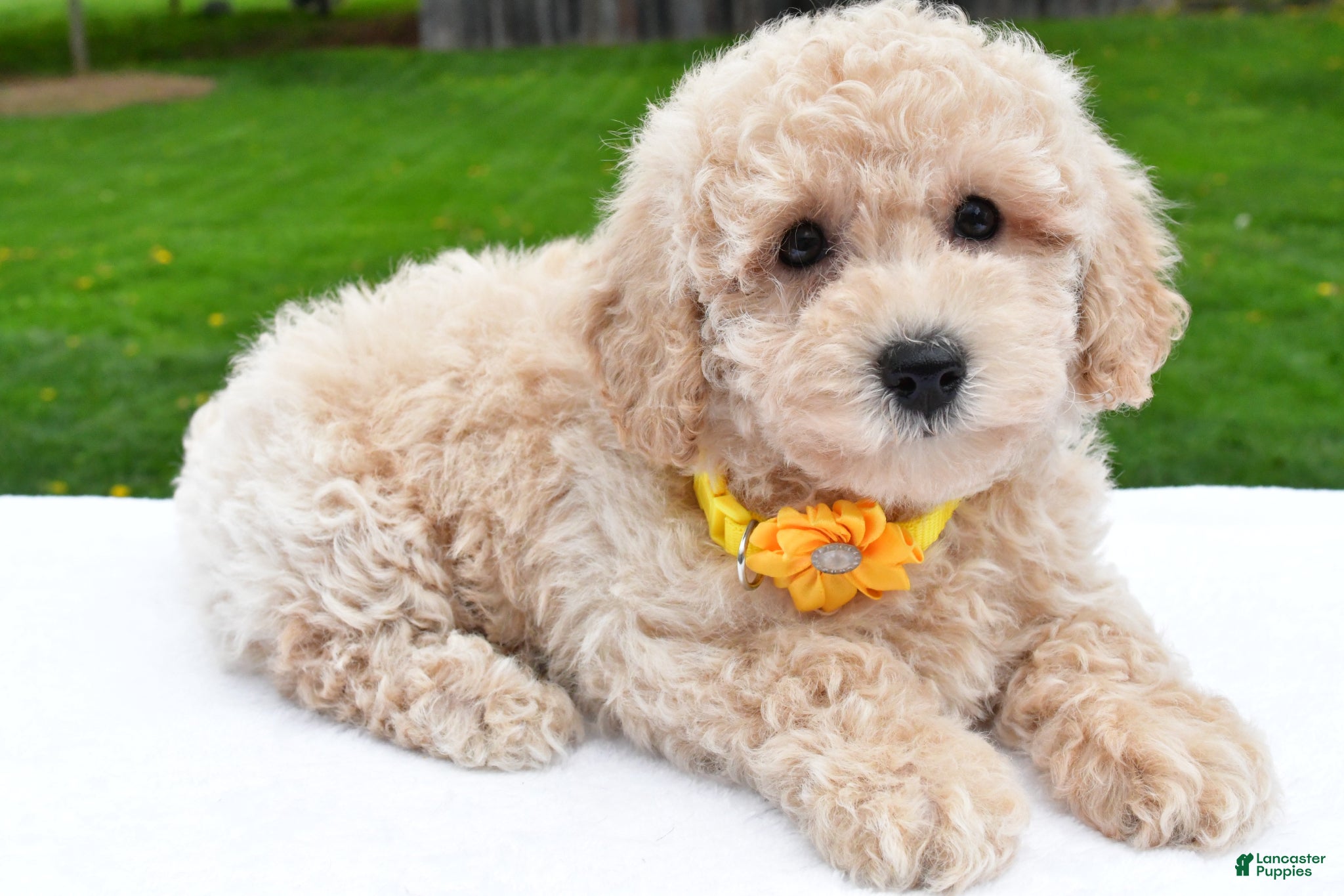 Bichpoo dogs Lilac - Ad 2