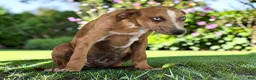 Catahoula Leopard Dog dogs for sale: Tigger 2026 Female 1 - Ad 9