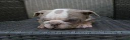 English Bulldog dogs for sale: Brody  - Ad 8