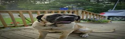 English Mastiff dogs for sale: English Mastiff 2 - Ad 7
