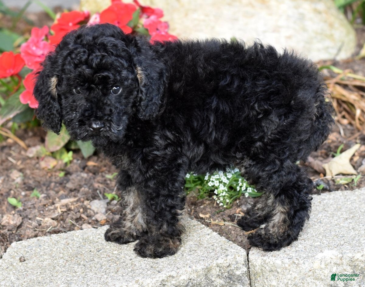 Miniature Poodle dogs for sale: Alex - Ad 4