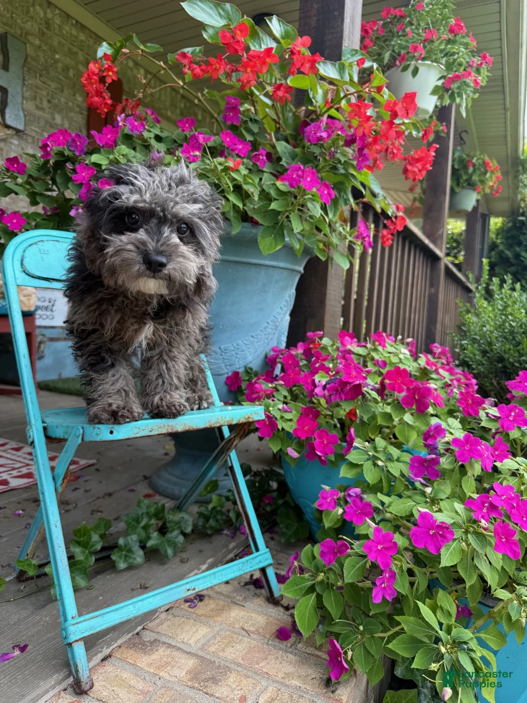Cavapoo dogs for sale: leo - Ad 5
