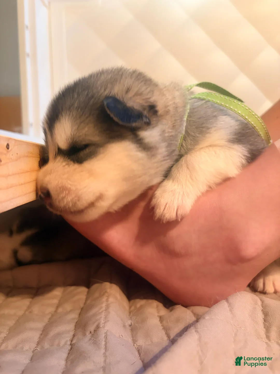 Mixed Breed dogs for sale: Miss Lime - Ad 2
