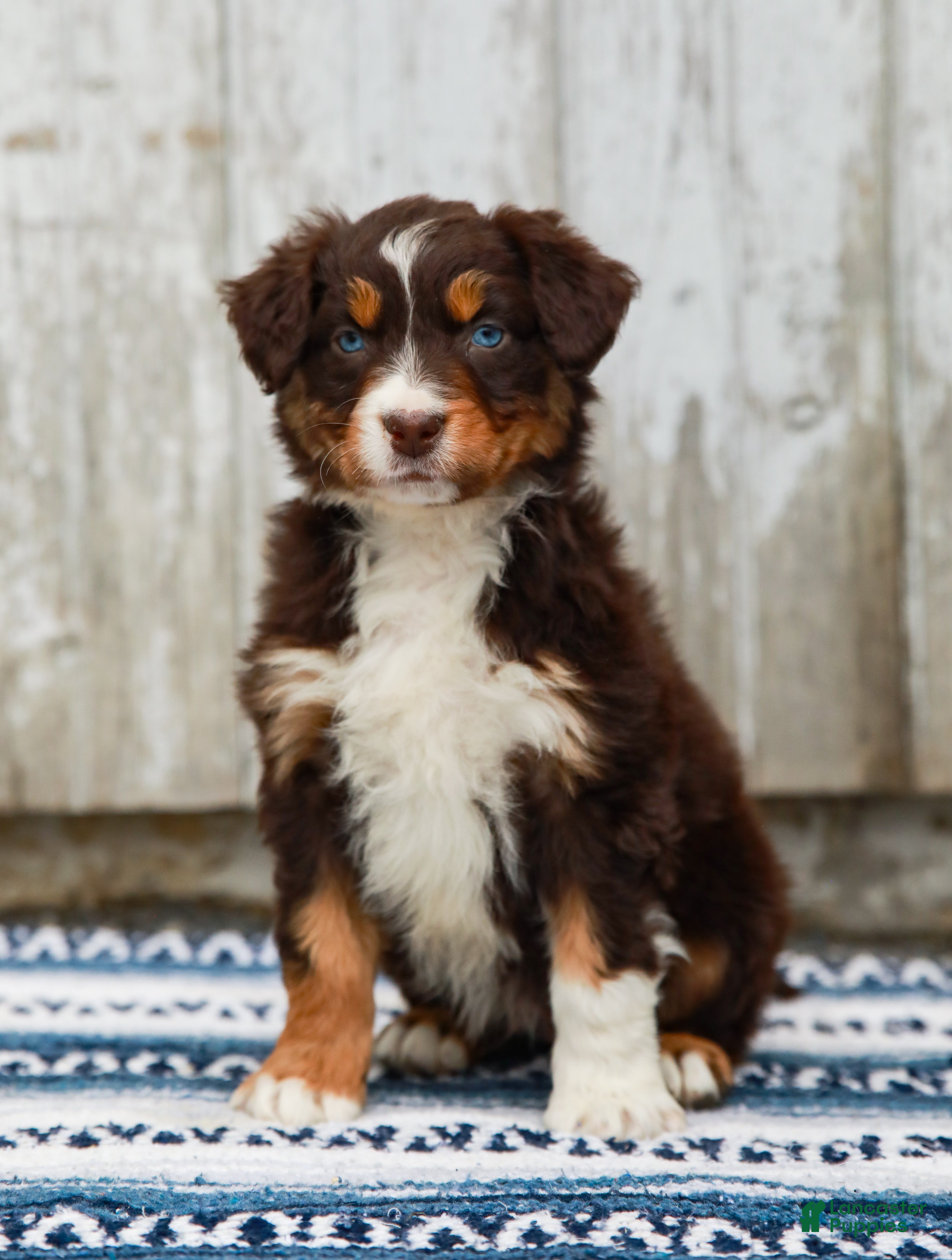 Australian Shepherd dogs Carter - Ad 2
