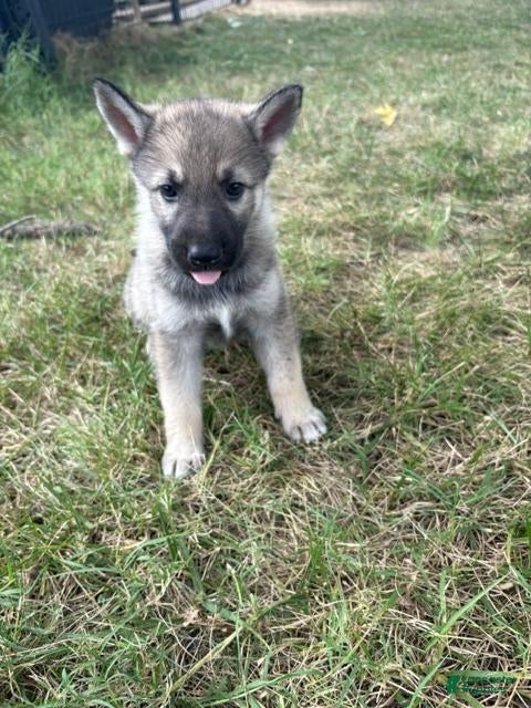 Mixed Breed dogs for sale: Mixed Breed 5 - Ad 3