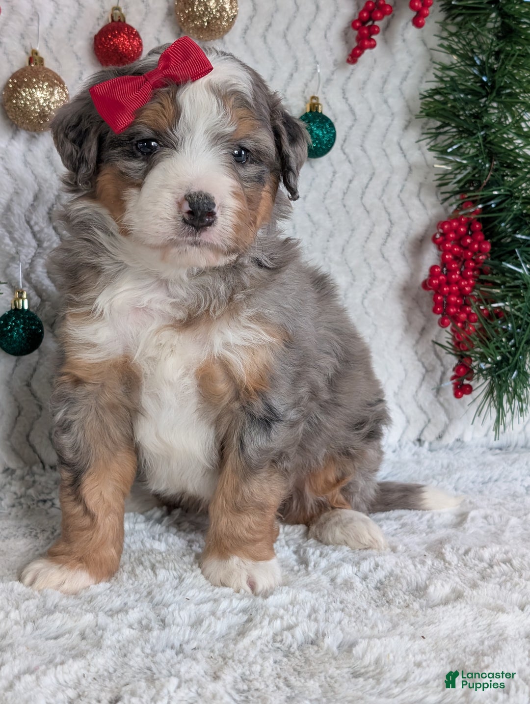 Mini Bernedoodle dogs for sale: Mini Bodie - Ad 2