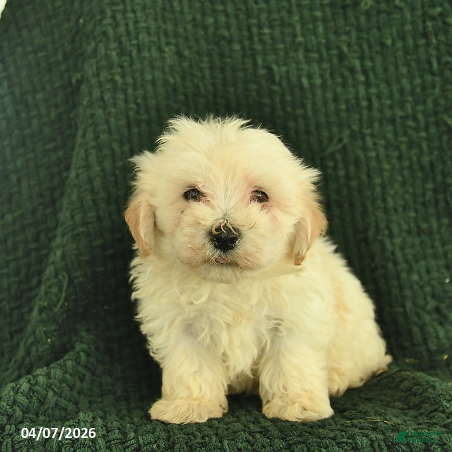 Maltipoo dogs Newton  - Ad 1