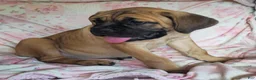 Cane Corso dogs for sale: Abby - Ad 10
