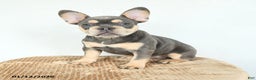 French Bulldog dogs for sale: Valentine - Ad 1