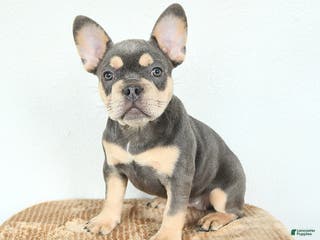 French Bulldog dogs Valentine - Ad 1