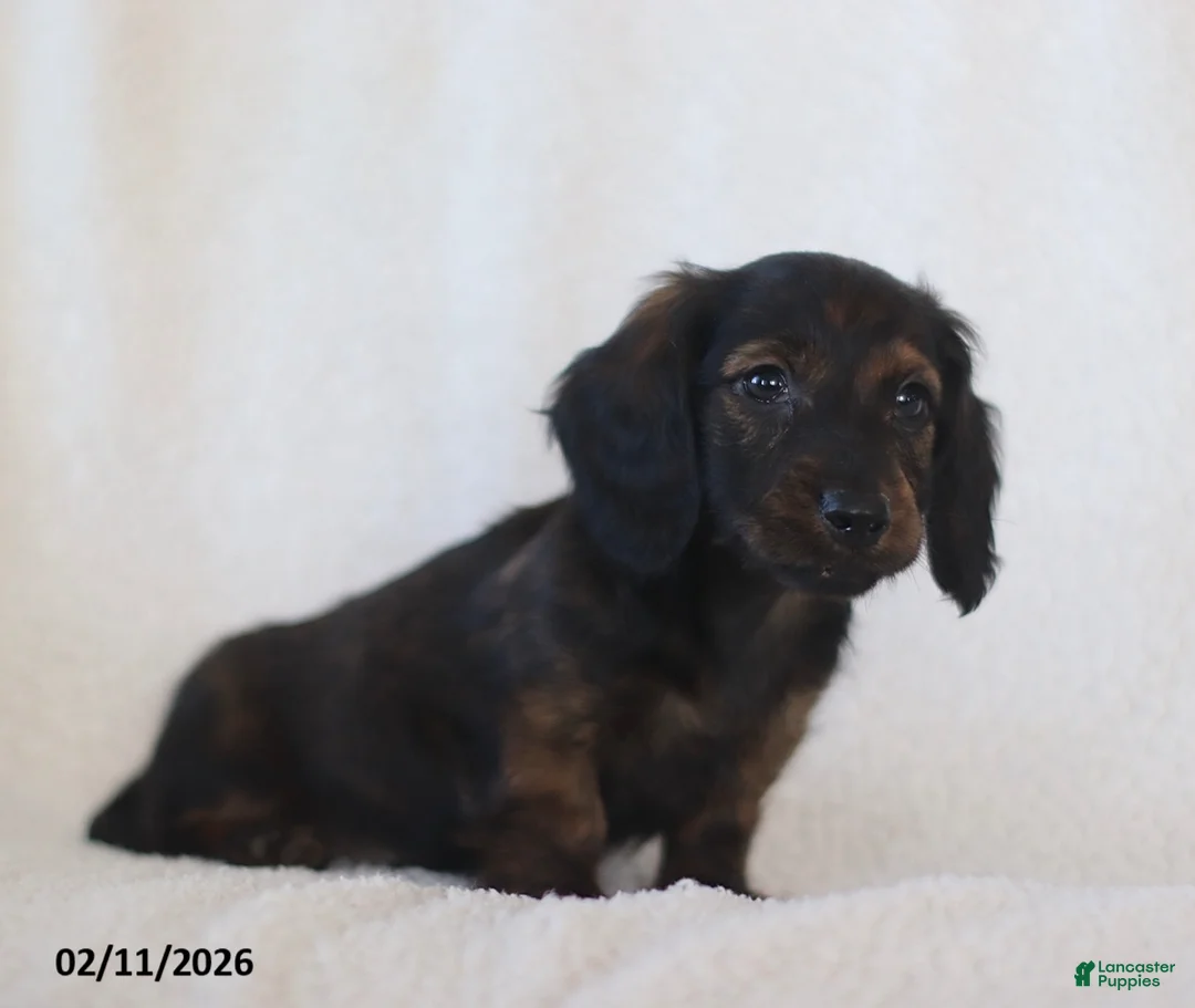 Miniature Dachshund dogs for sale: Ladino - Ad 5