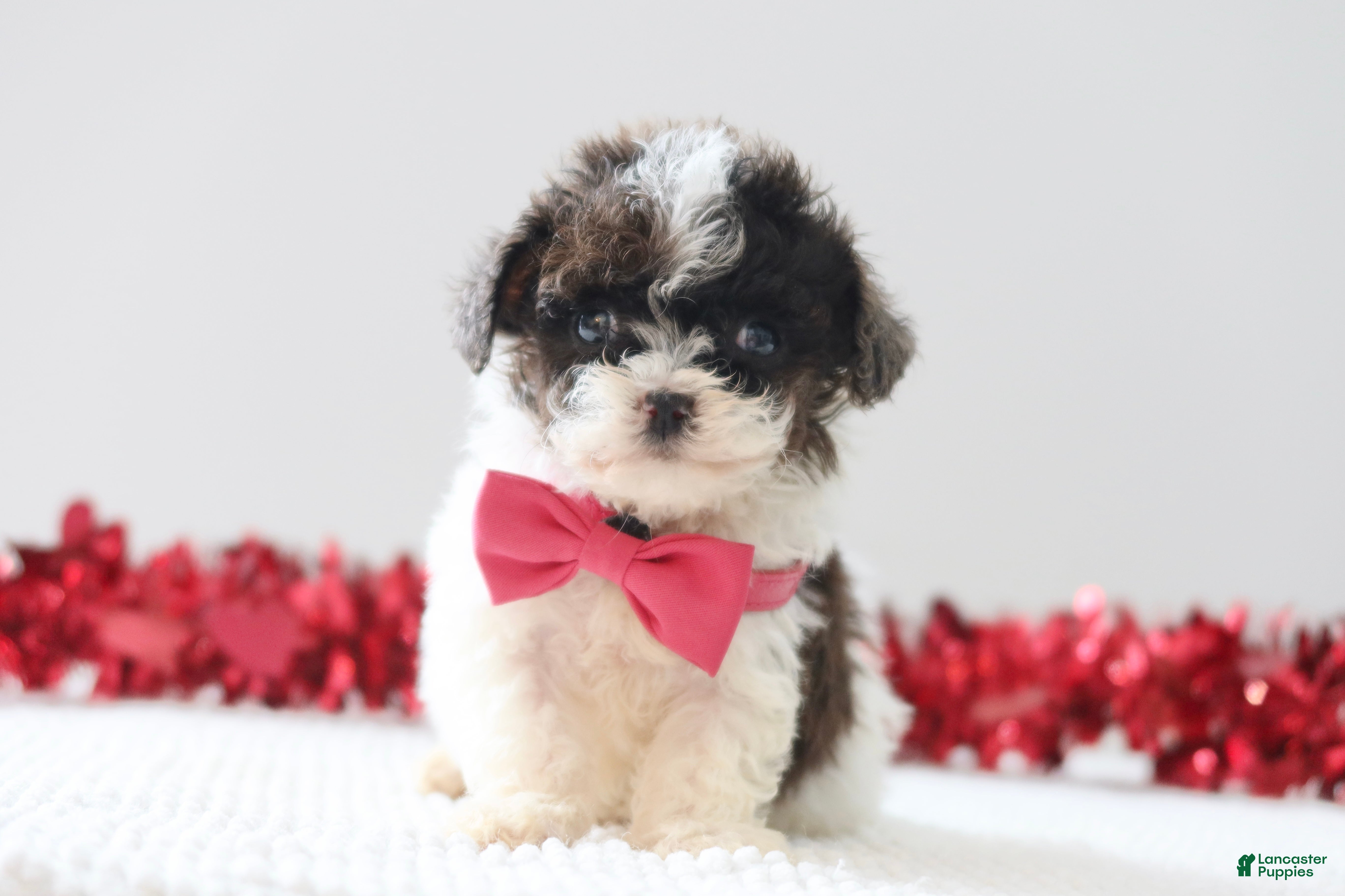 Toy Poodle dogs Rose - Ad 12