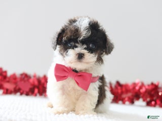 Toy Poodle dogs Rose - Ad 13