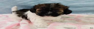 Shihpoo Puppy 3
