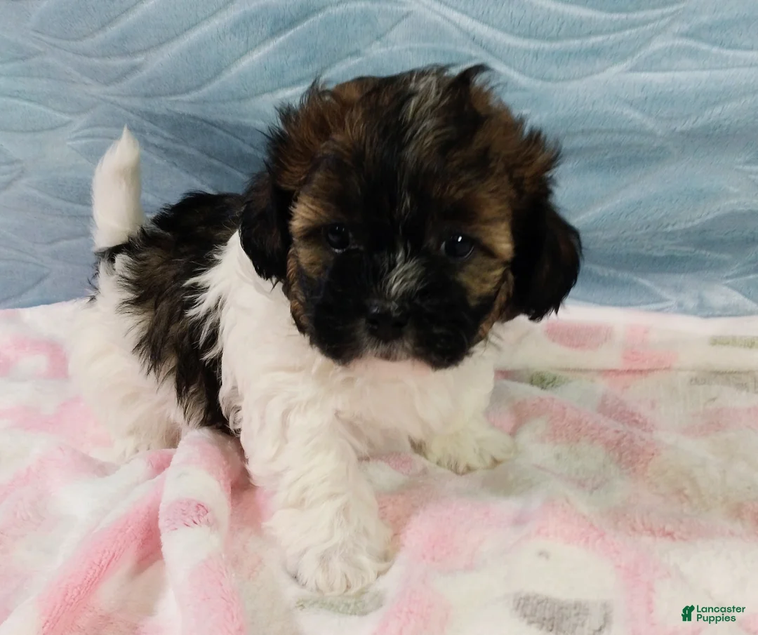 Shihpoo dogs for sale: Shihpoo Puppy 3 - Ad 1