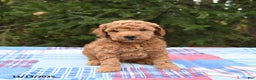 Mini Goldendoodle dogs for sale: Jersey - Ad 4