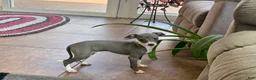 Italian Greyhound dogs for sale: Italian Greyhound 4 blue girl  - Ad 6